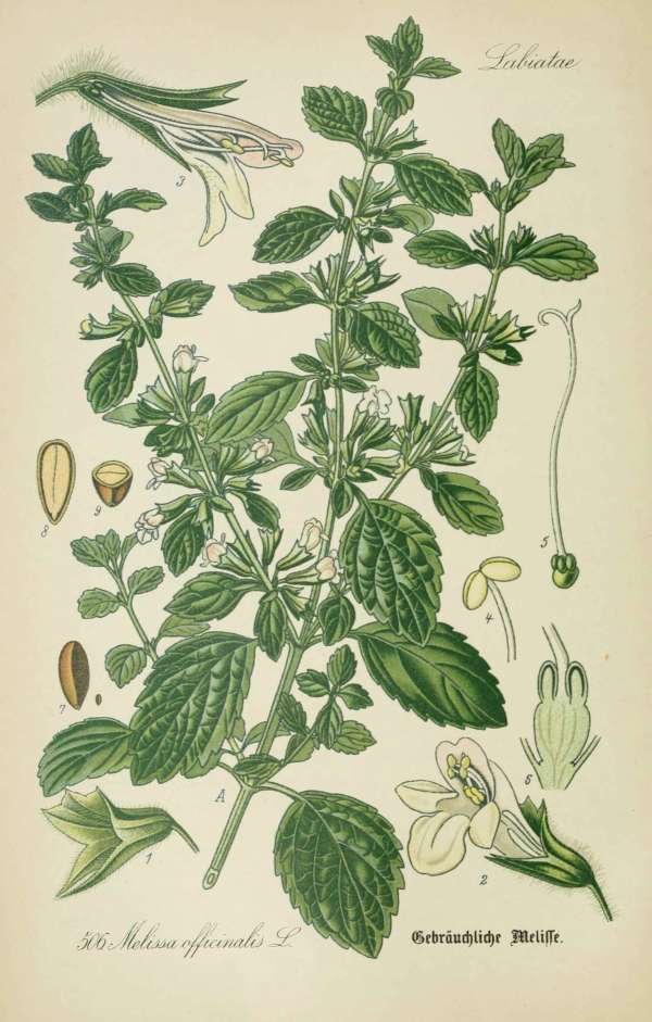 Gyógynövények, homeopátia, népi gyógyászat -5 – Citromfű Dr. Thomé  Botanika